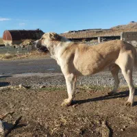 توله عراقی ۱۴ ماهه|سگ|نوشین شهر, |دیوار