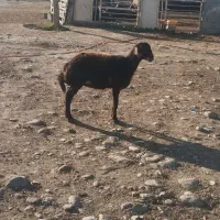 بره|حیوانات مزرعه|سیمین شهر, |دیوار