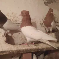 کله زرد و کله قرمز هستم