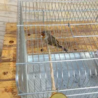 سهره قناری درجه یک سالم.صددرصد دهن سهره|پرنده|خوانسار, |دیوار