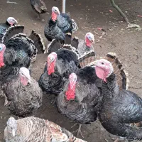 بوقلمون|حیوانات مزرعه|چابکسر, |دیوار