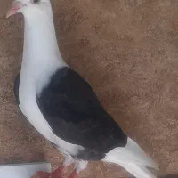 جوجه کفتر پشتی جوجه سرخ سبز سیا طاووسی