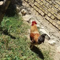 خروس محلی جوجه زمستان