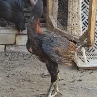 مرغ لاری و سیاه|حیوانات مزرعه|چناران, |دیوار