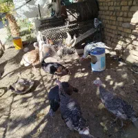 بوقلمون نر و ماده