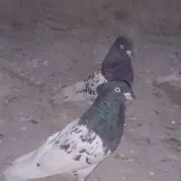 کبوتر کله سیا