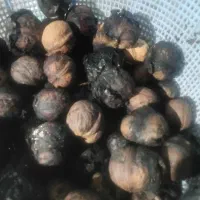 گردو تکانی وچیدن گردو از درخت