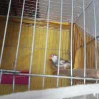 جفت فنچ|پرنده|سیرجان, |دیوار
