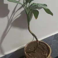 گل‌های آپارتمانی آگلونما