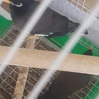 مرغ مینا آواز خوان