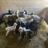 فروش گوسفند ماده|حیوانات مزرعه|زارچ, |دیوار