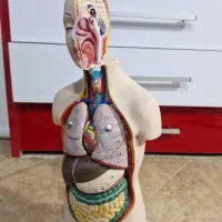 مدل های آموزشی اعضای بدن