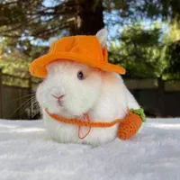 چشم آهویی مینیاتوری مینی لوپ فانتزی ریزه|موش و خرگوش|اصفهان, نقش جهان|دیوار