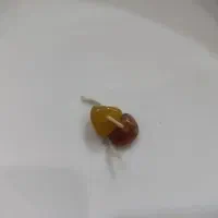 مهره های قدیمی