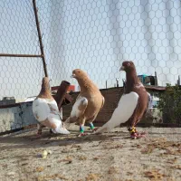 ابلغ افغانی ،     سینه زرد ، طوقی