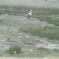 زمبن