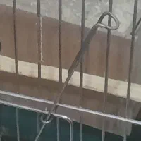 چهارتاعروس هلندی مولد|پرنده|خرم‌آباد, |دیوار