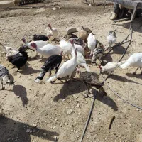 فروش بوقلمون محلی|حیوانات مزرعه|گیلان غرب, |دیوار