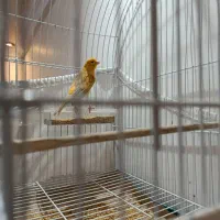 قناری نر اوپال قرص|پرنده|تهران, مینابی|دیوار