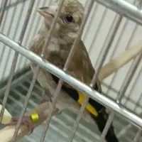 جوجه سهره قفسی زیر دهن سهره قناری لر استاد|پرنده|آران و بیدگل, |دیوار