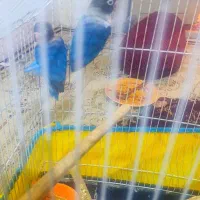 طوطی برزیلی بازیگوش|پرنده|شاهرود, |دیوار