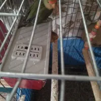 طوطی برزیلی|پرنده|ماهدشت, |دیوار