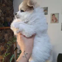 توله پامرین جهت واگذاری