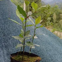 فروش نشابرگ بو ۱ساله، تعدادحدود۵هزارتاقیمت توافقی