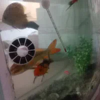 آکواریوم با کل وسایل موجود و ماهی|ماهی|سراب, |دیوار