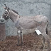 الاغ نر وماده سالم سواری باری