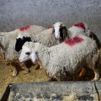 بره|حیوانات مزرعه|شباب, |دیوار