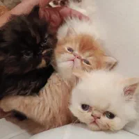پت گربه