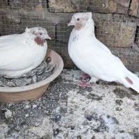 نروماده ماهروکاکلی