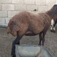 گوسفند  میش چاق