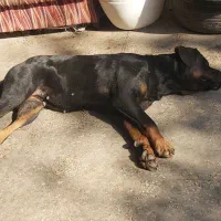 سگ ماده رتوایلر برای فروش