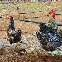 فروش خروس نیمچه ۶ماهه و مرغ آمروک