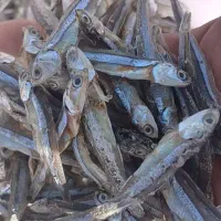 ماهی متوتا|ماهی|جهرم, |دیوار