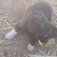 واگذاری.سگ.|سگ|رادکان, |دیوار