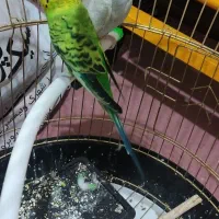 مرغ عشق|پرنده|تربت‌حیدریه, حسنی بالا|دیوار