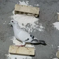 کبوتر شامی