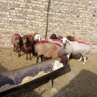 8راس میش آوستن مش جوان