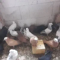 جوکی موشی شامی فری هومر زاغ سبز