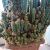 کاکتوس صخره ای بسیار زیبا