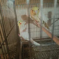 جفت عروس بالغ وحش|پرنده|سیرجان, |دیوار