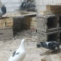 کفتر پلاکی|پرنده|خرمشهر, |دیوار