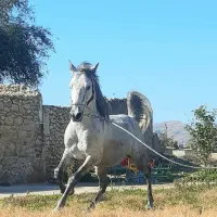 کره مادیان یک ساله دره شوری