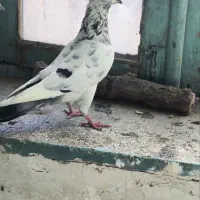 نر سوسکی کاکلی