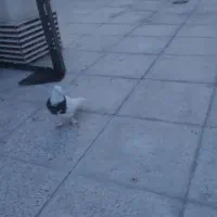 کفتر کبوتر طوقی