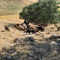 بزعااه نر