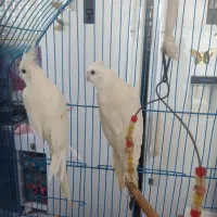 عروس آلبینو بستان آباد